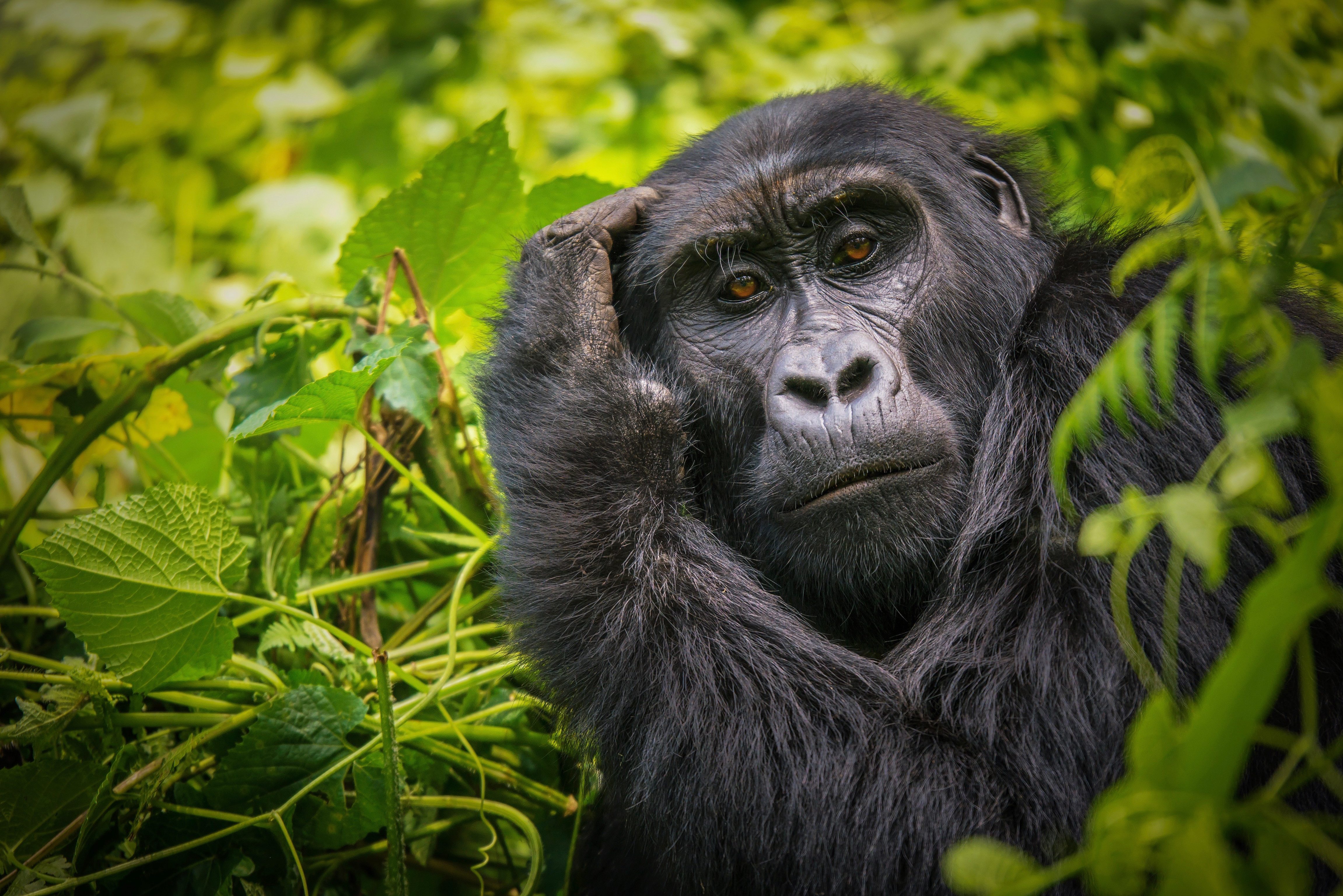 Uganda-Bwindi-forest-Silverback -Gorilla